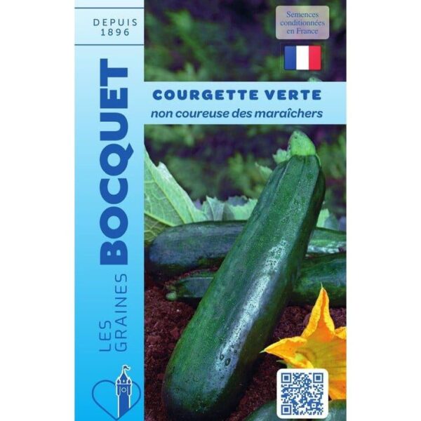 Courgettes vertes de la variété non coureuse des maraîchers, allongées et bien fermes, posées sur le sol du potager.