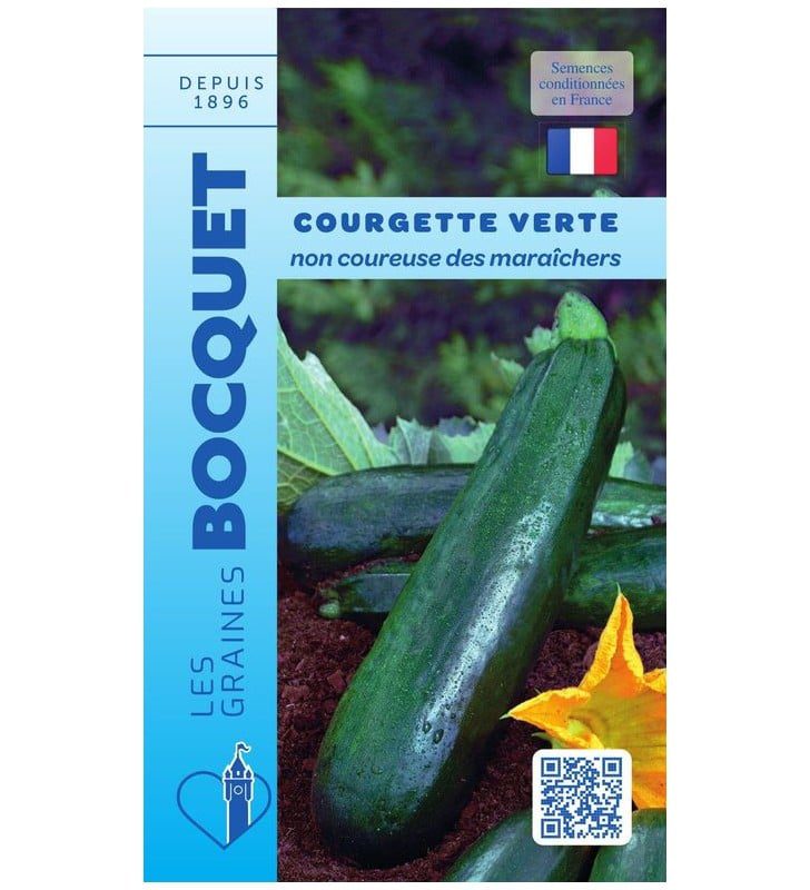 Courgette verte non coureuse des maraichers Courgettes vertes de la variété non coureuse des maraîchers, allongées et bien fermes, posées sur le sol du potager.