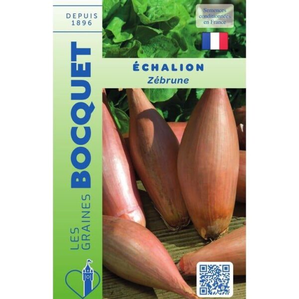 Oignon Échalion Zébrune - Allium Cepa