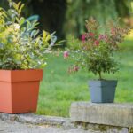 Pot Carré Toscane 17 Cm - 3,4 L – Image 7