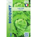 Laitue Lilloise