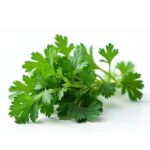 Persil Lion ( Type Géant D'Italie)