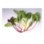 Poirée Bright Lights