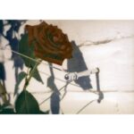 Système De Palissage Invisible Palissa 10 M Nortene