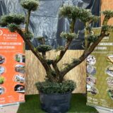 Olivier pompon en pot 285 L avec feuillage gris-vert