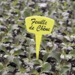 10 Étiquettes À Planter Jaune