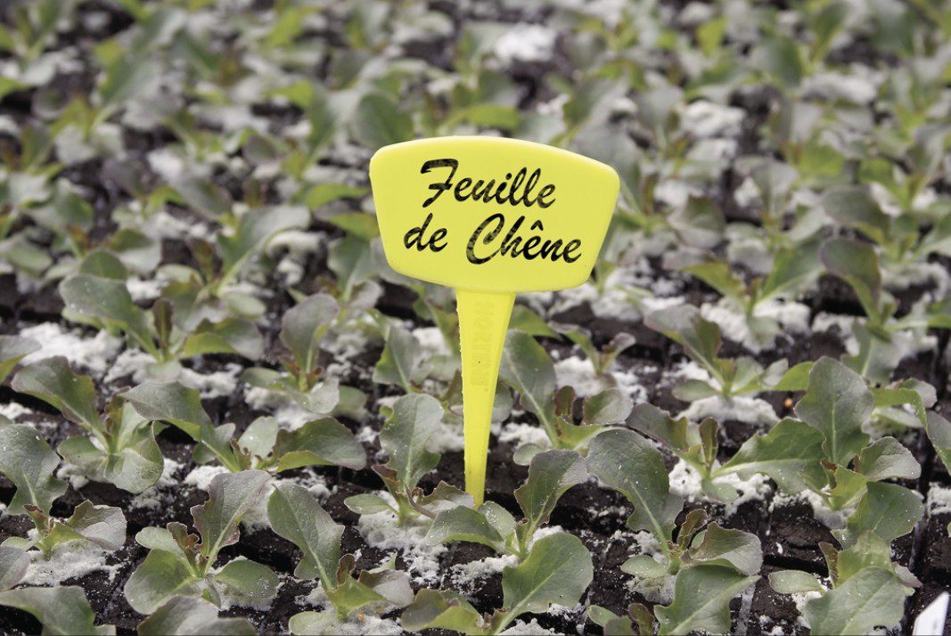 10 étiquettes à planter jaune 2017751 10 Étiquettes À Planter Jaune – Image 1