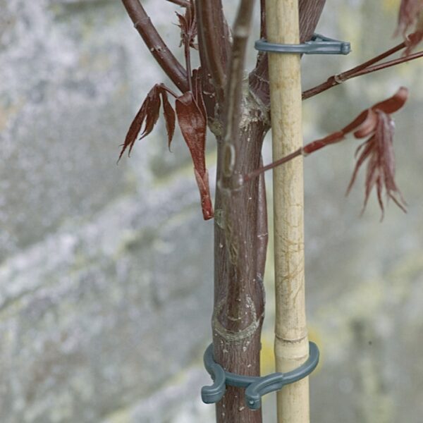 Assortiment d’anneaux verts pour tuteur de plantes, clips de soutien pour plantes et tiges.