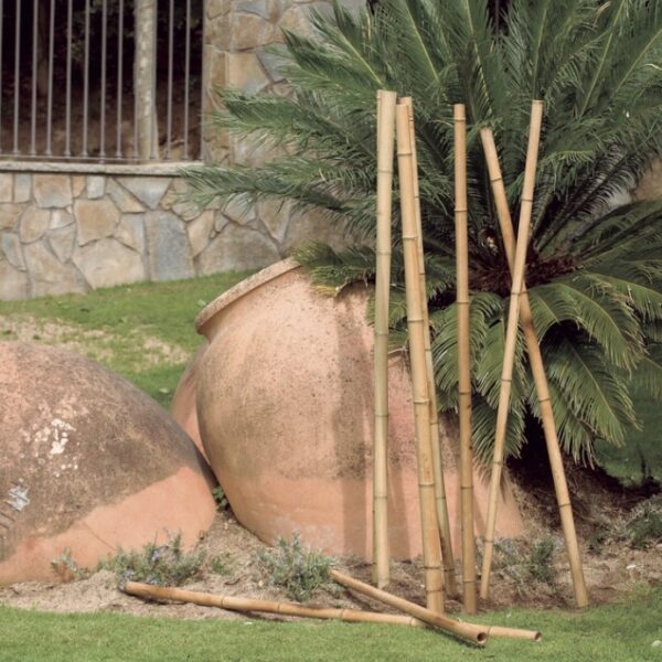 Canne de bambou décorative naturel Ø80‑90 mm, utilisée comme tuteur ou élément de jardin.