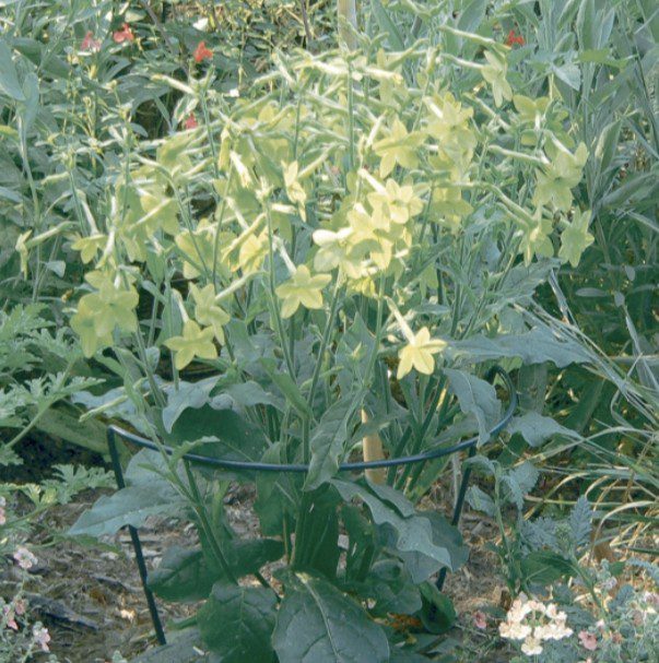Cercle à planter acier vert pour plantes à massifs Cercle à planter en acier vert pour soutenir plantes à massifs et vivaces