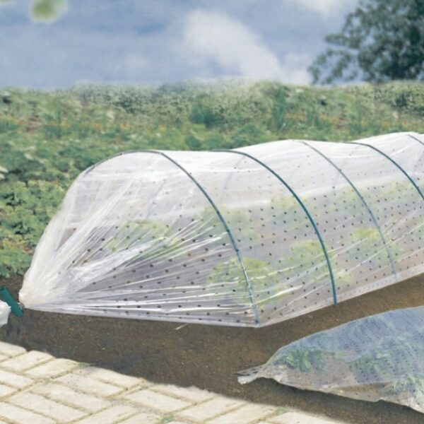 Film de forçage perforé transparent 40 microns pour protection des cultures au jardin