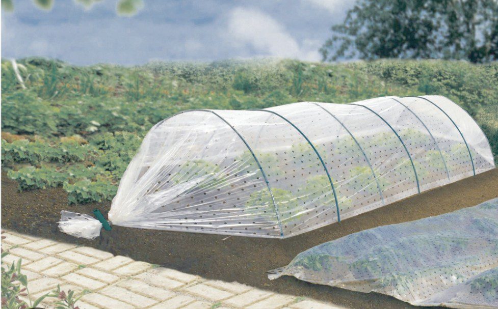 Film de forçage perforé transparent 40 microns Film de forçage perforé transparent 40 microns pour protection des cultures au jardin