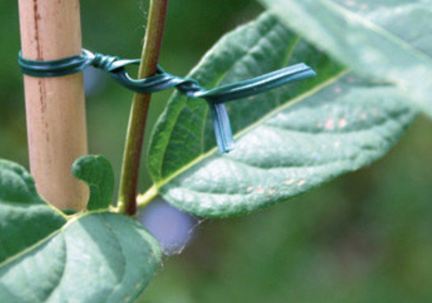Lien rugueux vert pour fixation de plantes Lien rugueux vert pour attacher et soutenir plantes au jardin