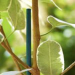 Tuteurs en acier plastifié verts Nortene pour soutien de plantes et tuteurage de jardin