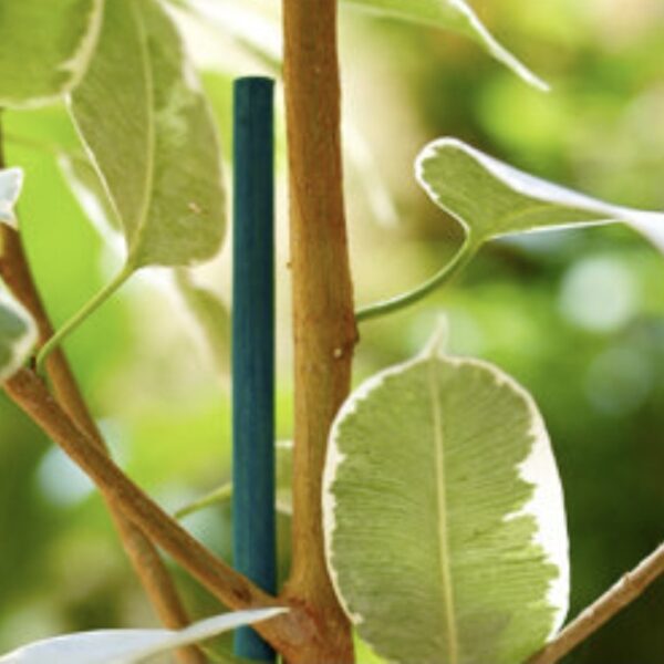 Tuteurs en acier plastifié verts Nortene pour soutien de plantes et tuteurage de jardin