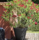 Pot Toscane anthracite 356 L pour plantes et arbustes