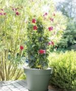 Pot Toscane vert laurier 43 L pour plantes