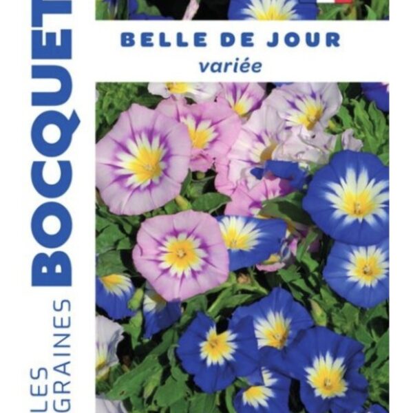 Belle-de-jour en fleurs, plante annuelle colorée pour jardin ou pot