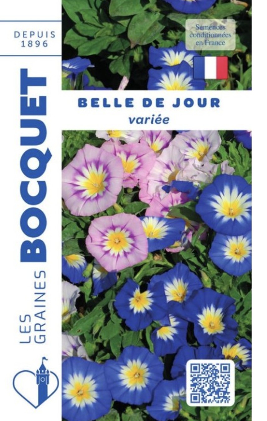 Belle-de-jour – Plante annuelle fleurie Belle-de-jour en fleurs, plante annuelle colorée pour jardin ou pot