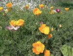 Eschscholzia Géant de Californie varrié – Image 2