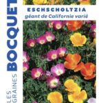 Eschscholzia Géant de Californie varrié