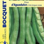 Fève d’Aguadulce en gousses vertes, plante potagère