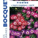 Ficoïde Tapis Magique Varié