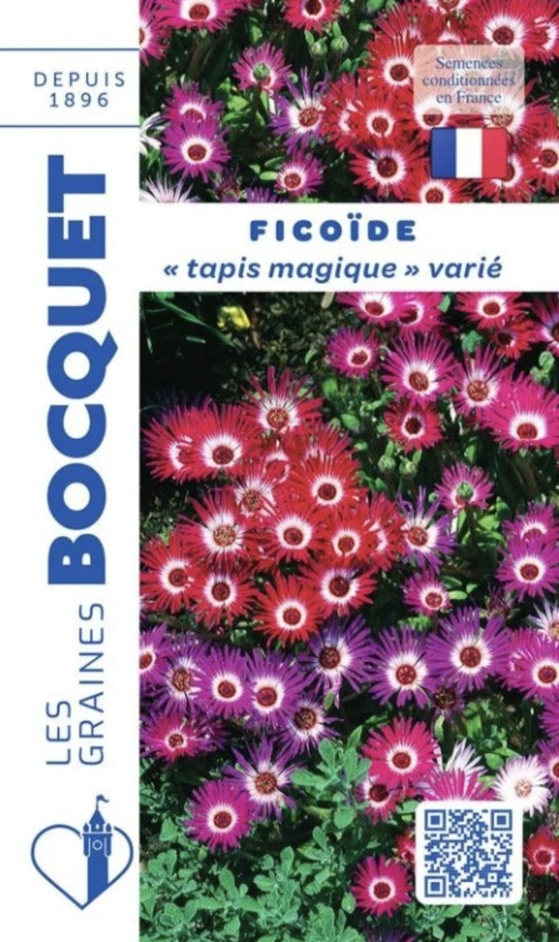 Ficoide Tapis magique en mélange (2) Ficoïde Tapis Magique Varié – Image 1