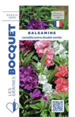 Fleurs de balsamine camélia extra double aux coloris variés dans un massif de jardin.