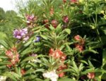 Fleurs de balsamine camélia extra double aux coloris variés dans un massif de jardin.