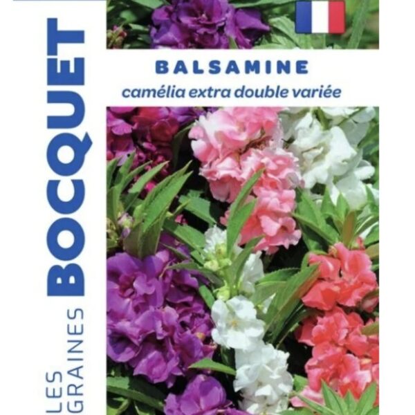 Fleurs de balsamine camélia extra double aux coloris variés dans un massif de jardin.
