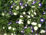 Belle-de-jour en fleurs, plante annuelle colorée pour jardin ou pot