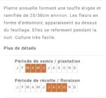 Belle-de-jour en fleurs, plante annuelle colorée pour jardin ou pot