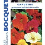 Capucine grimpante en fleurs, plante vivace colorée pour jardin ou treillage