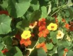 Fleurs de capucine naine Tom Pouce
