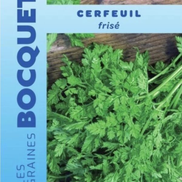 Cerfeuil frisé vert aromatique pour jardin ou potager