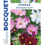 Un bouquet de fleurs de cosmos Sensation de couleurs variées, rose, blanc et carmin, avec un feuillage léger et découpé.