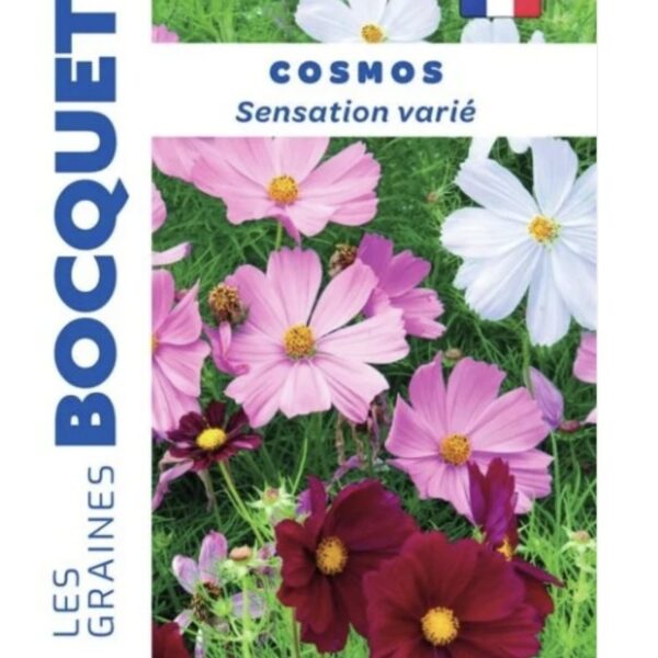 Un bouquet de fleurs de cosmos Sensation de couleurs variées, rose, blanc et carmin, avec un feuillage léger et découpé.