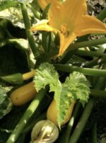 Courgettes jaunes allongées de la variété hybride F1 Gold Rush, lisses et brillantes, fraîchement cueillies au jardin.