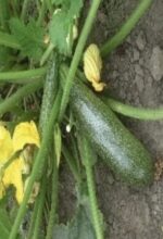 Courgettes vertes brillantes de la variété hybride F1 Diamant, lisses et allongées, récoltées au potager.