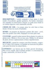 Courgettes jaunes allongées de la variété hybride F1 Gold Rush, lisses et brillantes, fraîchement cueillies au jardin.