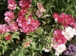 Sachet de graines de Godetia double à fleurs d’azalée