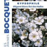 Sachet de graines de gypsophile élégant blanc Roi