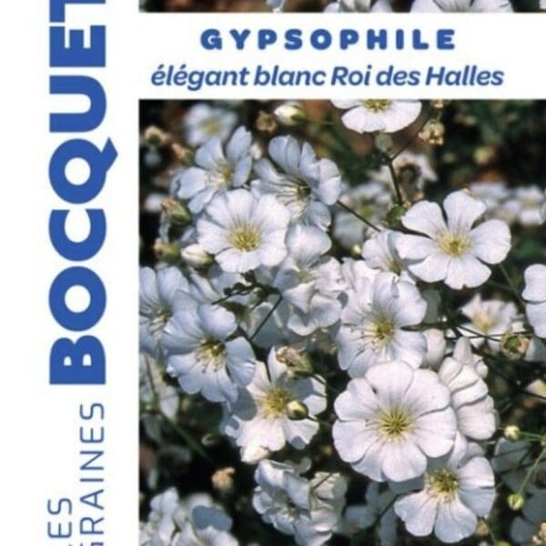 Sachet de graines de gypsophile élégant blanc Roi