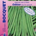 Sachet de graines de haricot nain Odéon