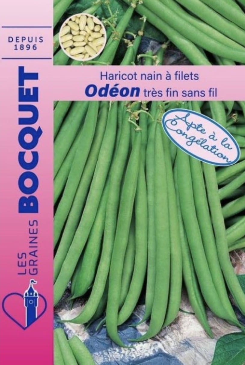 Haricot nain Odéon – Les Graines Bocquet Sachet de graines de haricot nain Odéon