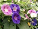 Sachet de graines d’ipomée volubilis variée
