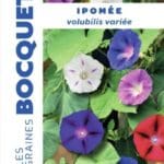 Sachet de graines d’ipomée volubilis variée