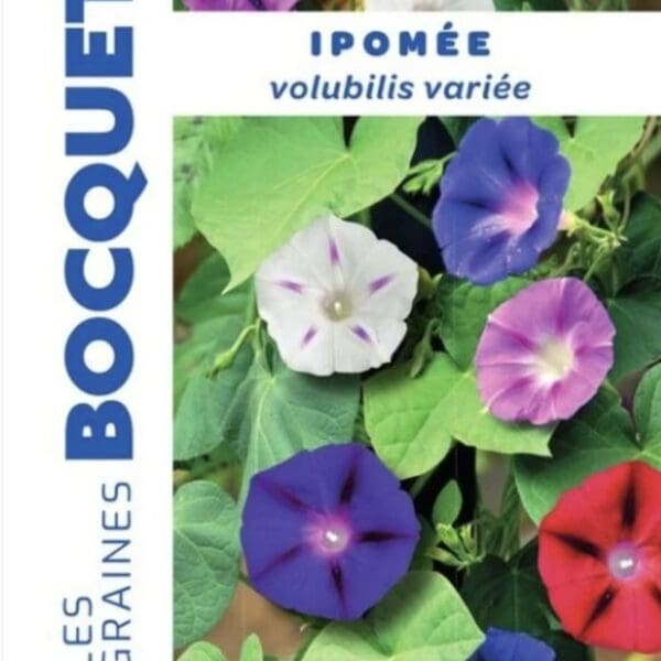 Sachet de graines d’ipomée volubilis variée