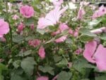 Sachet de graines de Lavatère à grande fleur varié